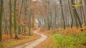 Túra az Agostyáni Arborétumtól a tatai vadludakig