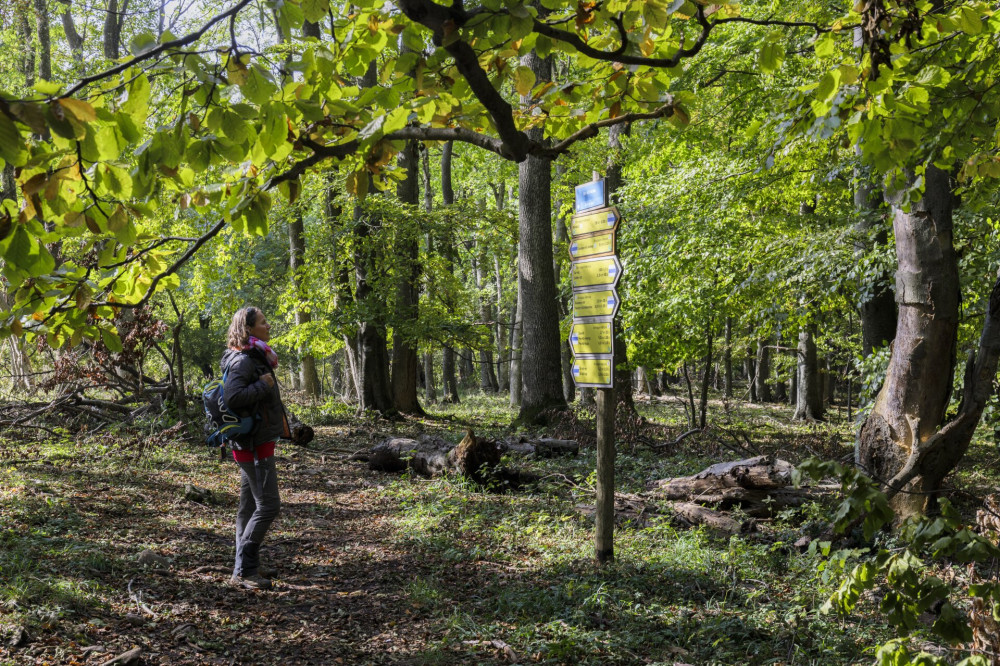 Túrázó a Bükkben, az OKT 23. szakaszán